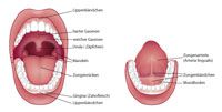 Lippen- und Zungenbändchen